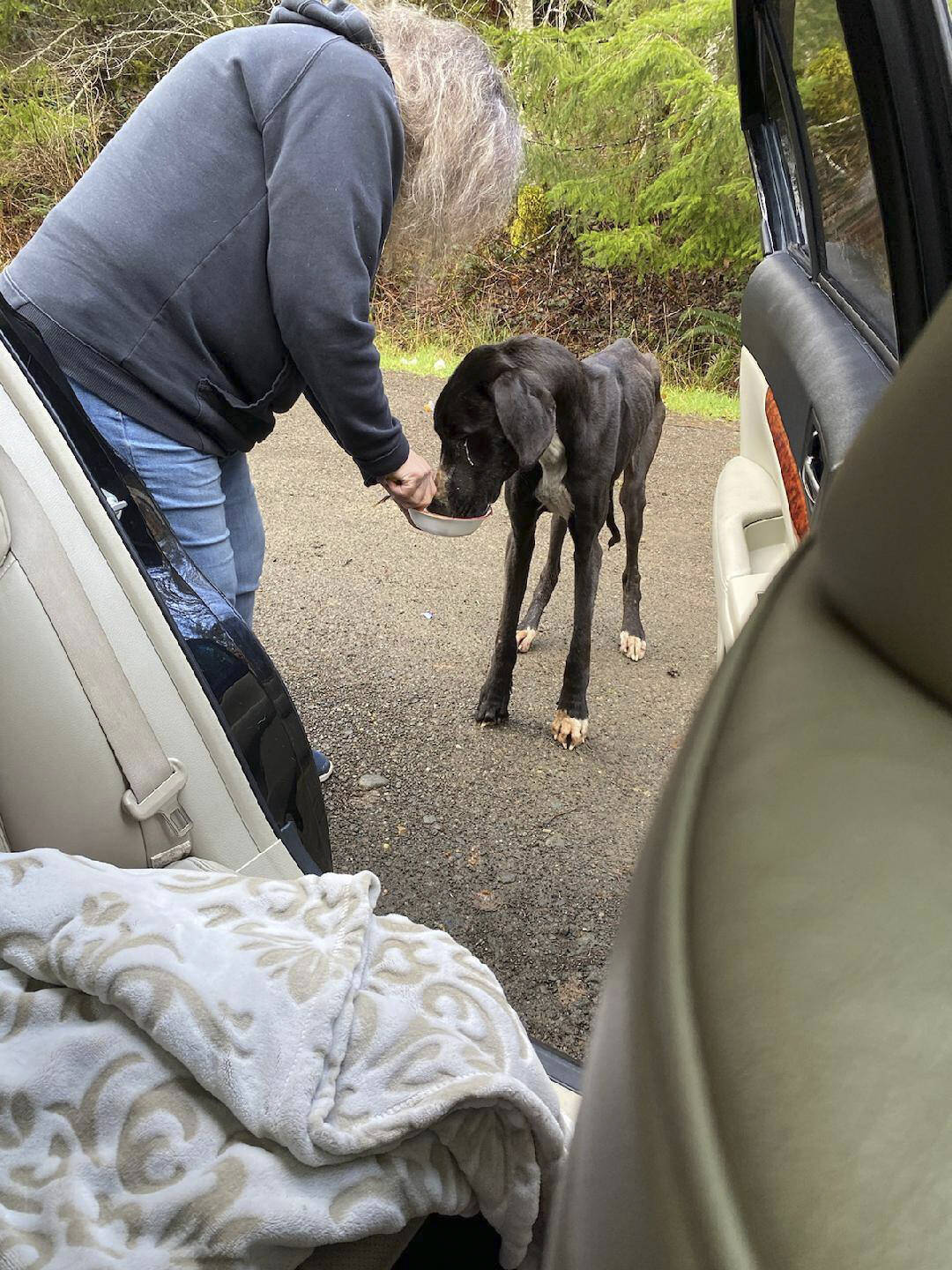 Karen Thomas gives “Casey” a bit of food for encouragement as she and her granddaughter Taryn attempt to get the Great Dane into her vehicle. Submitted photo