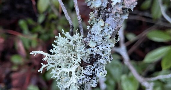 Lichens are a combination of two plants—a fungus and an algae—that form a partnership to survive. Find out more on these super symbiotic organisms that mean so much to our ecosystem. Join Clallam County Master Gardener Muriel Nesbitt for the Green Thumb Education Series presentation, “Lichens: They Are Not What You Thought They Were” on Thursday, June 13th from noon – 1:00 p.m. at St. Andrews Episcopal Church, 510 E. Park Avenue in Port Angeles. (Photo of a lichen on a tree by Muriel Nesbitt)