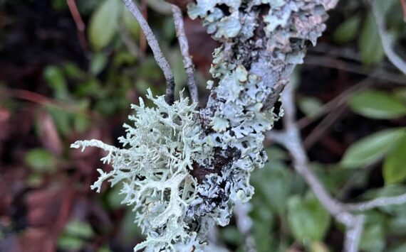 Lichens are a combination of two plants—a fungus and an algae—that form a partnership to survive. Find out more on these super symbiotic organisms that mean so much to our ecosystem. Join Clallam County Master Gardener Muriel Nesbitt for the Green Thumb Education Series presentation, “Lichens: They Are Not What You Thought They Were” on Thursday, June 13th from noon – 1:00 p.m. at St. Andrews Episcopal Church, 510 E. Park Avenue in Port Angeles. (Photo of a lichen on a tree by Muriel Nesbitt)