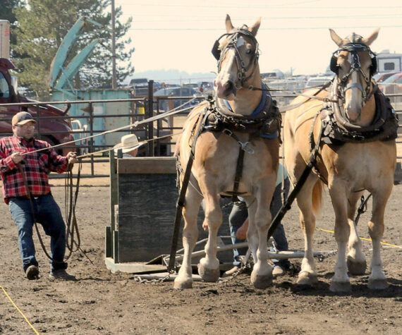 <p>The Clallam County Fair is a celebration of community, agriculture and family entertainment. Keith Thorpe/Peninsula Daily News file photo</p>