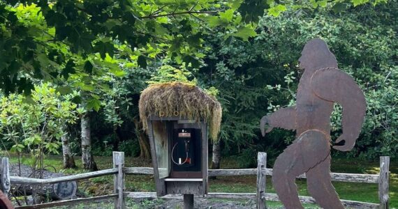 If you think you see a Sasquatch heading to make a phone call at the phone booth at the Forks Visitor’s Information Center you are correct! Under the direction of Scott DePew the Olympic Corrections Center Community Crew installed the eight-foot-tall metal Squatch last week. It was made by Raymond James of Ray’s Art in Bremerton and paid for through a grant from the Olympic Peninsula Visitor Bureau. Hickory Grant also served in an advisory capacity for the mounting plate. Photo Lissy Andros