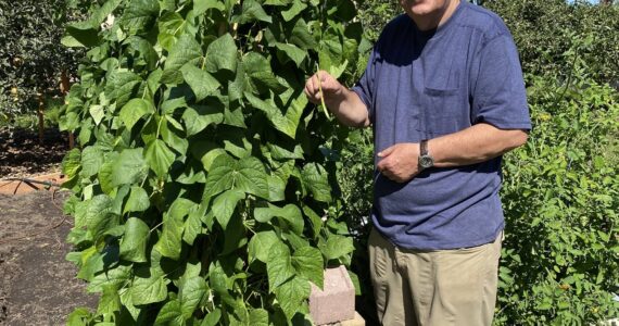 Vertical gardens provide excellent solutions for tight spots, help conserve water and can make use of under-utilized spaces such as fences and walls. Find out how they can help your garden thrive and join Clallam County Master Gardener Bob Cain for “Vertical Gardening: Grow More in Less Space!” in Port Angeles on Aug. 22 from noon – 1 p.m. at St. Andrews Episcopal Church, 510 E. Park Avenue, or in Sequim at the Woodcock Demonstration Garden 2711 Woodcock Road on Aug. 24 from 10:30 a.m. - 12 p.m. (Photo by Dave Eberle).