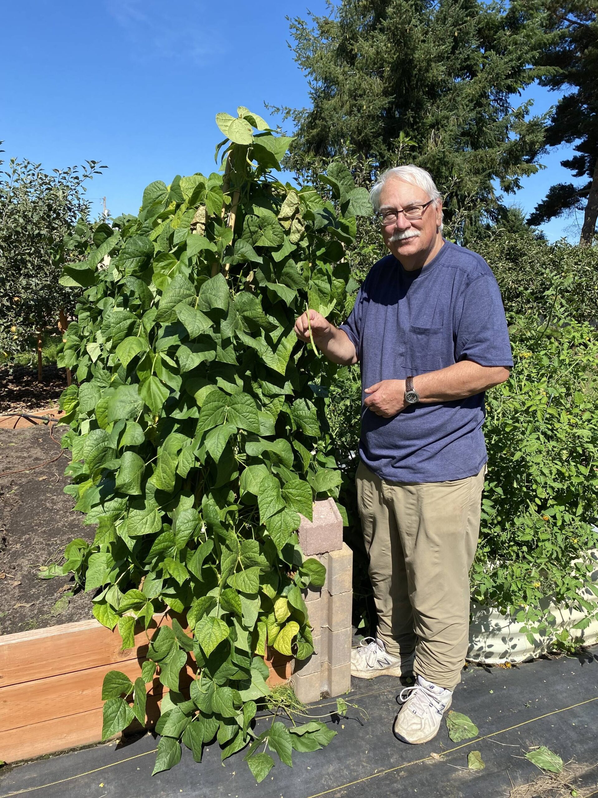 Vertical gardens provide excellent solutions for tight spots, help conserve water and can make use of under-utilized spaces such as fences and walls. Find out how they can help your garden thrive and join Clallam County Master Gardener Bob Cain for “Vertical Gardening: Grow More in Less Space!” in Port Angeles on Aug. 22 from noon – 1 p.m. at St. Andrews Episcopal Church, 510 E. Park Avenue, or in Sequim at the Woodcock Demonstration Garden 2711 Woodcock Road on Aug. 24 from 10:30 a.m. - 12 p.m. (Photo by Dave Eberle).