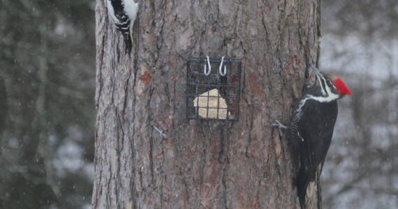 Find out how you can make your garden more bird-friendly for our wintering birds, like the hairy woodpecker (left) and pileated woodpecker (right). Join Environmental Scientist Katja Bridwell for the Green Thumb Education Series presentation, “Gardening Choices Helpful to Wintering Birds,” Thursday, September 26th from noon – 1 p.m. at St. Andrews Episcopal Church, 510 E. Park Avenue in Port Angeles. (Photo by Katja Bridwell).