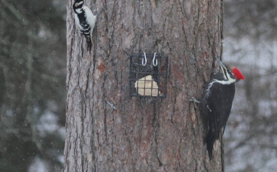 Find out how you can make your garden more bird-friendly for our wintering birds, like the hairy woodpecker (left) and pileated woodpecker (right). Join Environmental Scientist Katja Bridwell for the Green Thumb Education Series presentation, “Gardening Choices Helpful to Wintering Birds,” Thursday, September 26th from noon – 1 p.m. at St. Andrews Episcopal Church, 510 E. Park Avenue in Port Angeles. (Photo by Katja Bridwell).