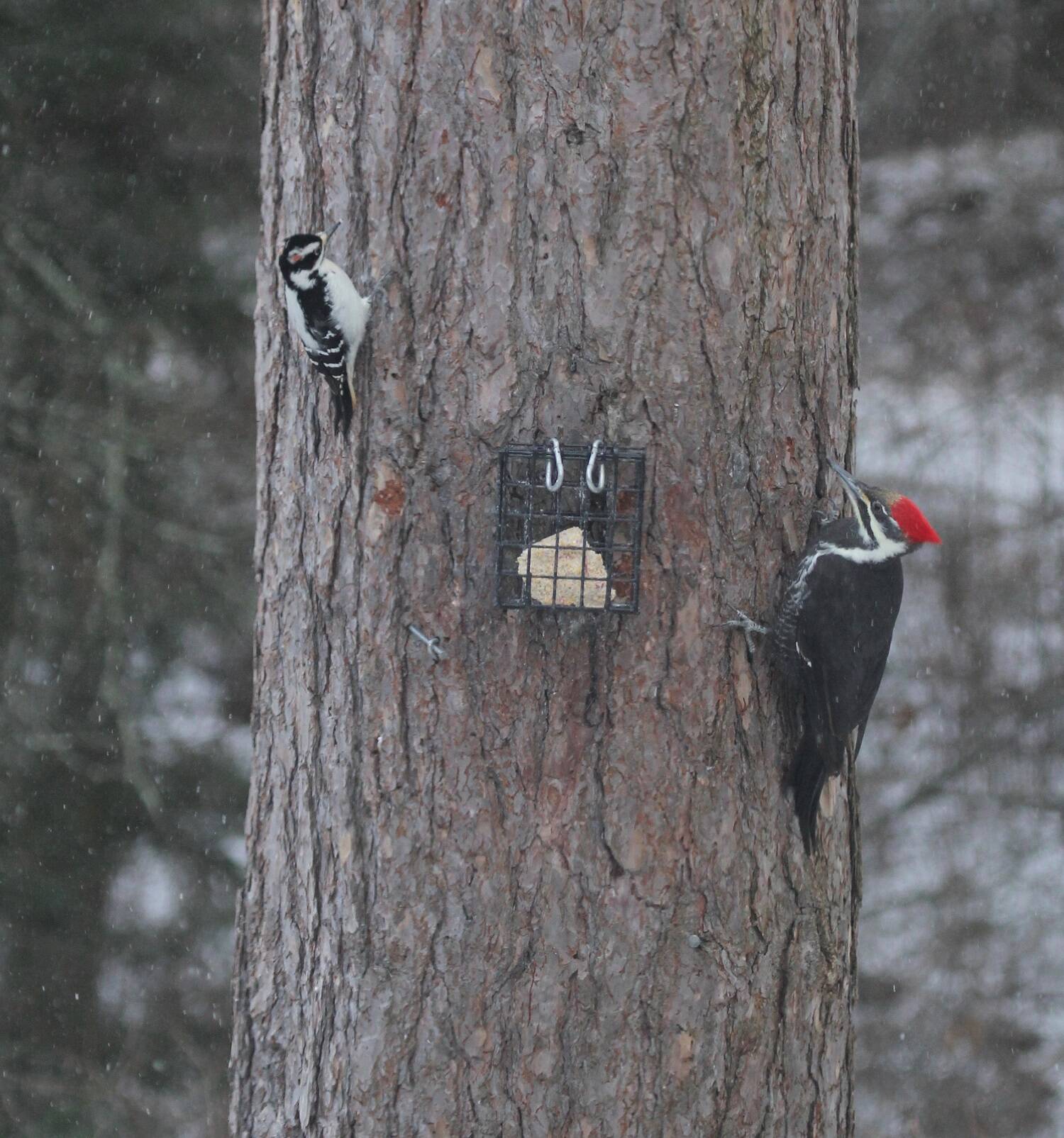 Find out how you can make your garden more bird-friendly for our wintering birds, like the hairy woodpecker (left) and pileated woodpecker (right). Join Environmental Scientist Katja Bridwell for the Green Thumb Education Series presentation, “Gardening Choices Helpful to Wintering Birds,” Thursday, September 26th from noon – 1 p.m. at St. Andrews Episcopal Church, 510 E. Park Avenue in Port Angeles. (Photo by Katja Bridwell).