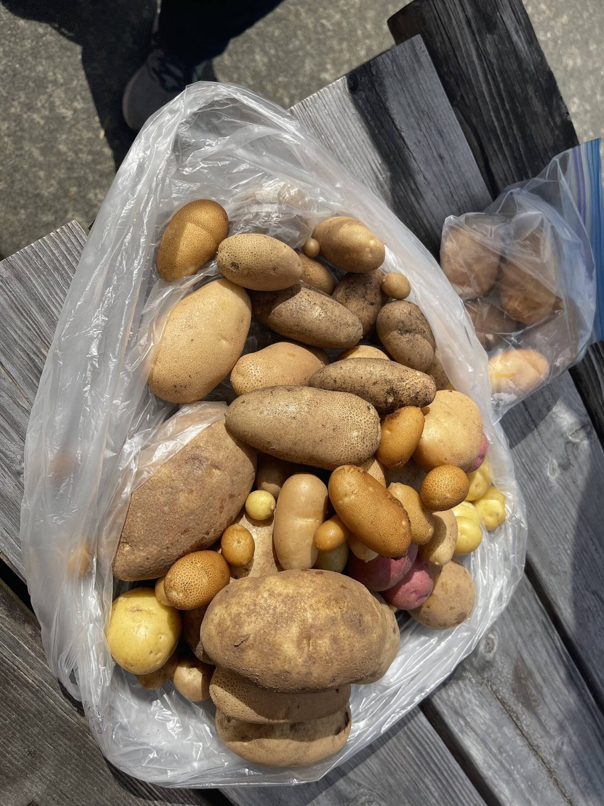 The potato bounty!