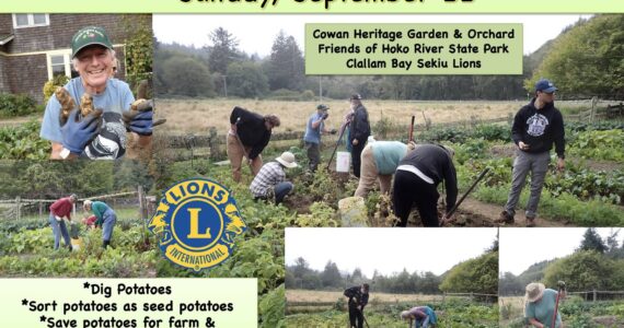 Thirteen folks from Forks and Clallam Bay Sekiu enjoyed a sunny afternoon at the Cowan Heritage Area kitchen garden, at the Annual Potato Dig/Seed Swap. After a potato-digging orientation, eager diggers went to work, carefully excavating potatoes. The potatoes were then sorted. Most were Ozette potatoes. Many were saved for farm seed potatoes to plant next spring. Several diggers took home seed potatoes for their own home gardens. It was a fun and productive afternoon. Submitted photos