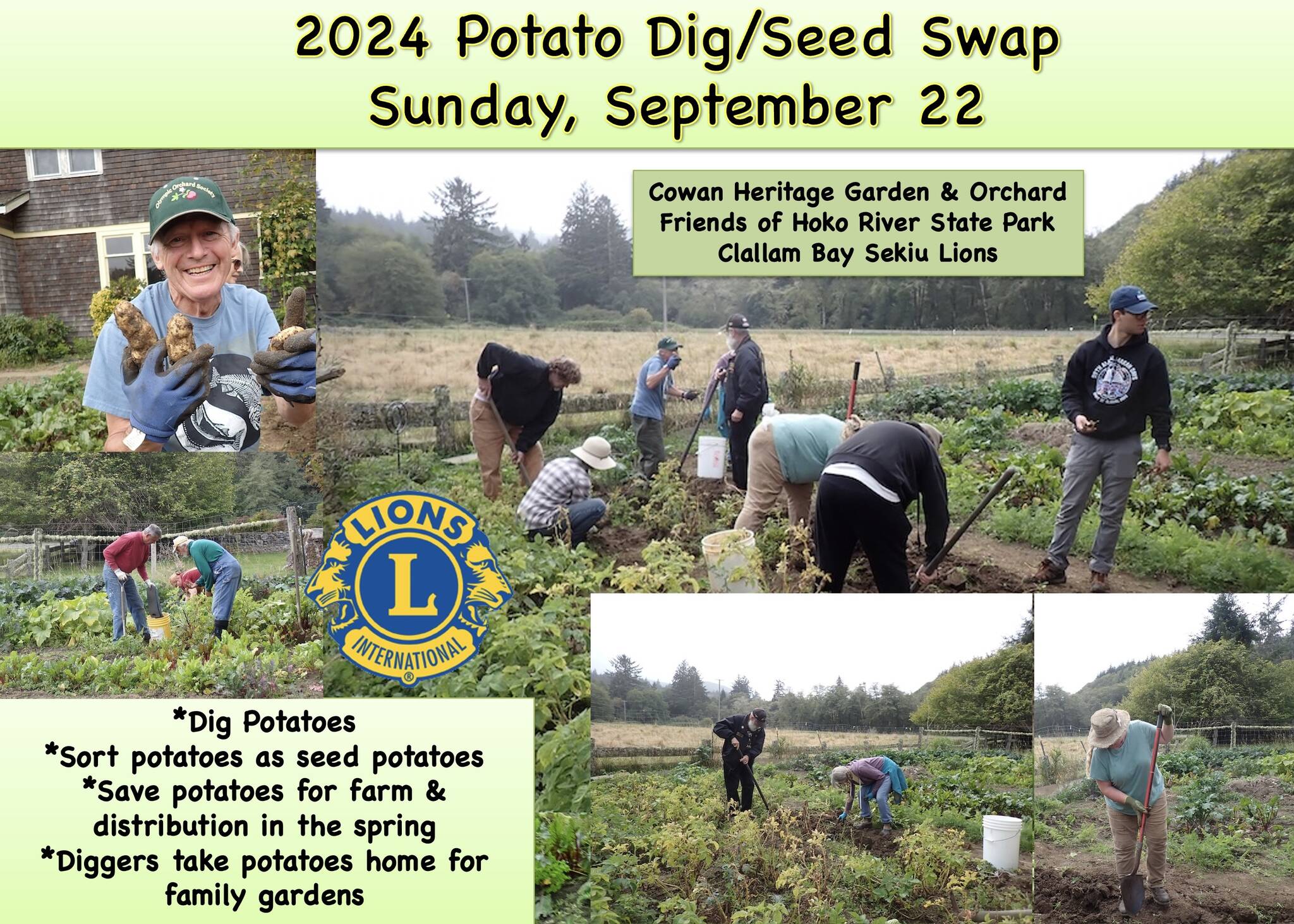 Thirteen folks from Forks and Clallam Bay Sekiu enjoyed a sunny afternoon at the Cowan Heritage Area kitchen garden, at the Annual Potato Dig/Seed Swap. After a potato-digging orientation, eager diggers went to work, carefully excavating potatoes. The potatoes were then sorted. Most were Ozette potatoes. Many were saved for farm seed potatoes to plant next spring. Several diggers took home seed potatoes for their own home gardens. It was a fun and productive afternoon. Submitted photos