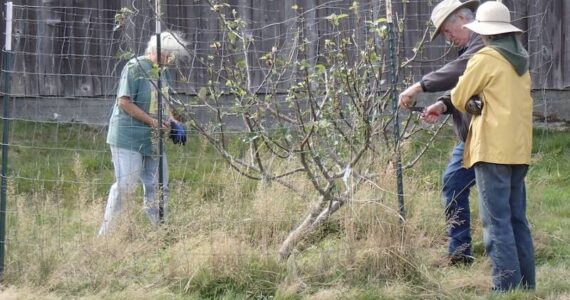 Members of OOS work to repair fencing at the Heritage Orchard at Hoko River State Park. Submitted Photo