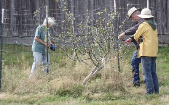 Members of OOS work to repair fencing at the Heritage Orchard at Hoko River State Park. Submitted Photo