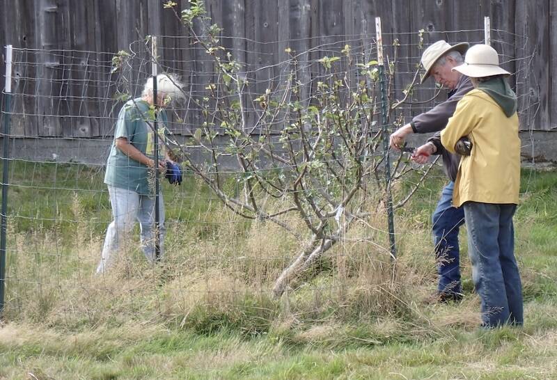 Members of OOS work to repair fencing at the Heritage Orchard at Hoko River State Park. Submitted Photo