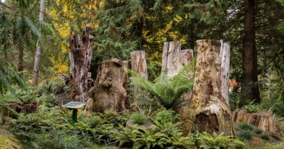 Ferns are a crucial part of our ecosystem on the Olympic Peninsula as well as beautiful addition to home gardens. Find out more about fabulous ferns and their role at Heronswood Gardens in Kingston. Join Heronswood Director Dr. Ross Bayton for the Green Thumb Education Series presentation, “Shade and Stumps: Gardening with Ferns at Heronswood,” Thursday, Oct. 24 from noon to 1 p.m. at St. Andrews Episcopal Church, 510 E. Park Avenue, Port Angeles. (Photo by Tom Twigg)