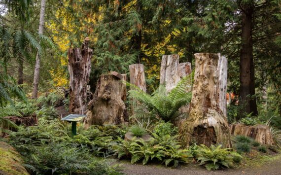 Ferns are a crucial part of our ecosystem on the Olympic Peninsula as well as beautiful addition to home gardens. Find out more about fabulous ferns and their role at Heronswood Gardens in Kingston. Join Heronswood Director Dr. Ross Bayton for the Green Thumb Education Series presentation, “Shade and Stumps: Gardening with Ferns at Heronswood,” Thursday, Oct. 24 from noon to 1 p.m. at St. Andrews Episcopal Church, 510 E. Park Avenue, Port Angeles. (Photo by Tom Twigg)