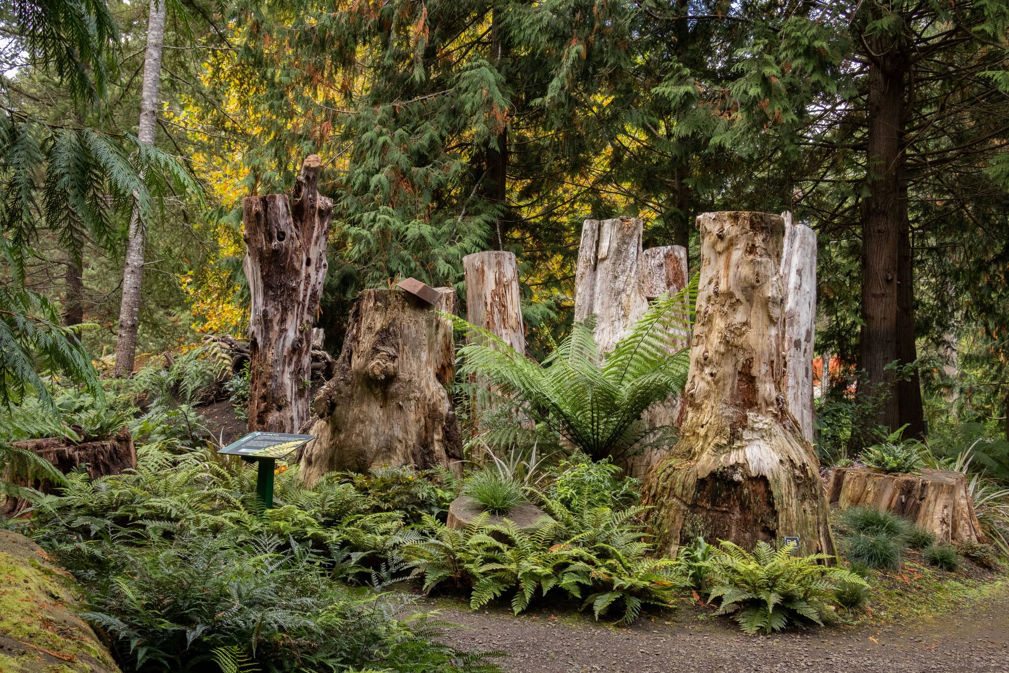 Ferns are a crucial part of our ecosystem on the Olympic Peninsula as well as beautiful addition to home gardens. Find out more about fabulous ferns and their role at Heronswood Gardens in Kingston. Join Heronswood Director Dr. Ross Bayton for the Green Thumb Education Series presentation, “Shade and Stumps: Gardening with Ferns at Heronswood,” Thursday, Oct. 24 from noon to 1 p.m. at St. Andrews Episcopal Church, 510 E. Park Avenue, Port Angeles. (Photo by Tom Twigg)