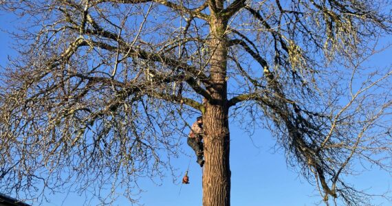 Photo Lonnie Archibald
Kenny Gale climbs the 80-year-old cottonwood tree that once stood at the Forks Forum office. It was recently removed. See story on page 6.