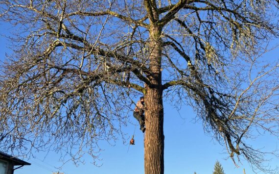 Photo Lonnie Archibald
Kenny Gale climbs the 80-year-old cottonwood tree that once stood at the Forks Forum office. It was recently removed. See story on page 6.