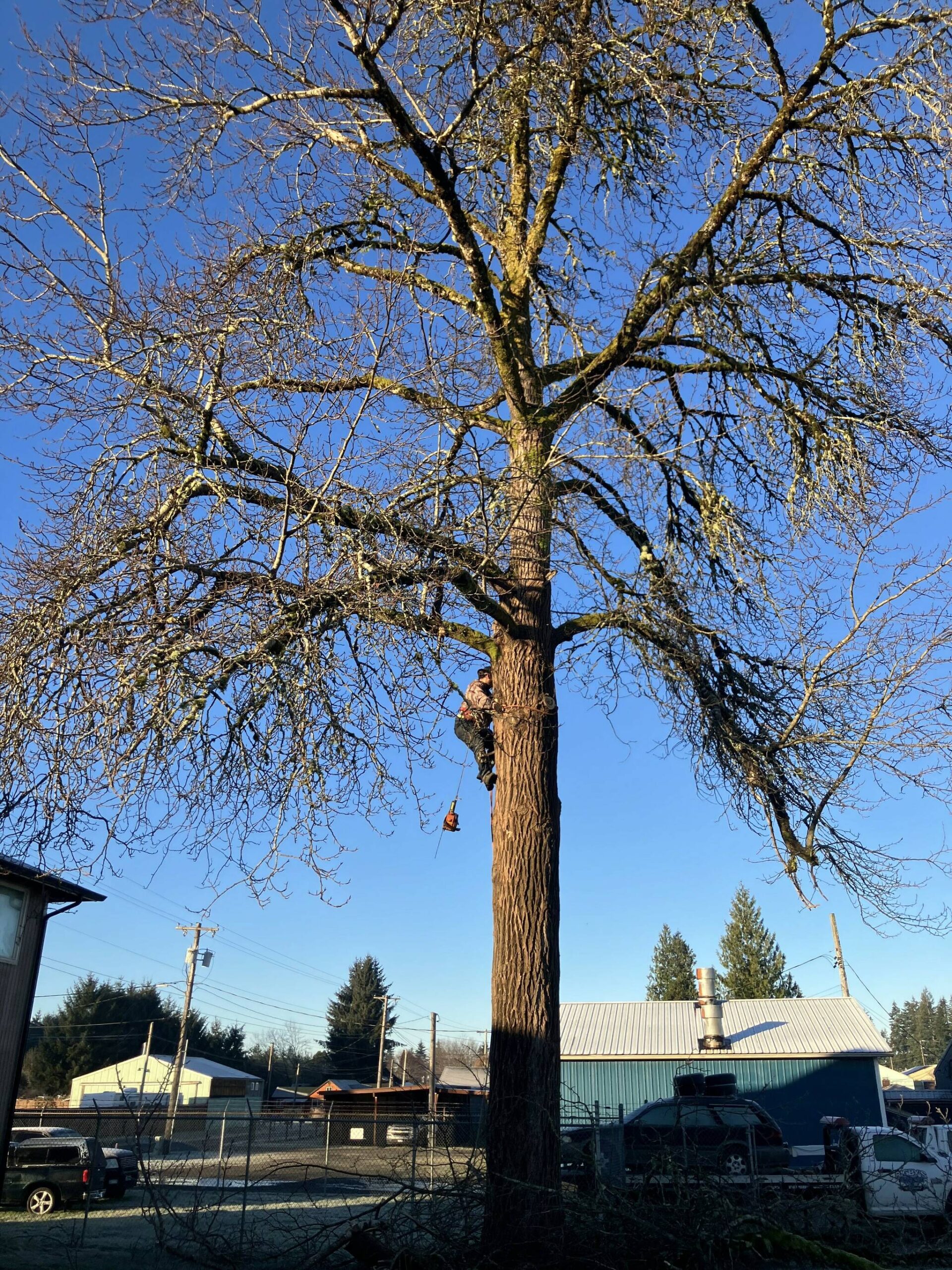 Photo Lonnie Archibald
Kenny Gale climbs the 80-year-old cottonwood tree that once stood at the Forks Forum office. It was recently removed. See story on page 6.