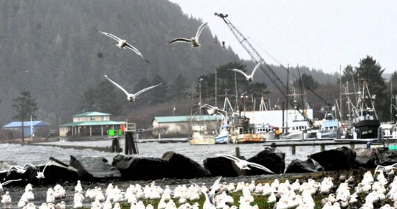 Photo Lonnie Archibald 
In the midst of the storm, seagulls sought refuge away from the turbulent waters of the river and marina, creating an unusual sight as they gathered in safer areas.