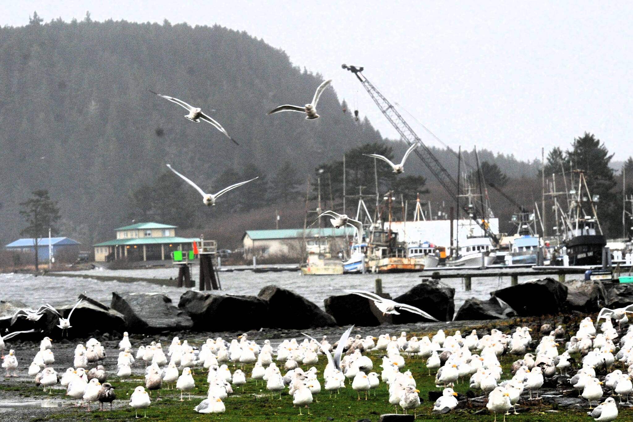 Photo Lonnie Archibald 
In the midst of the storm, seagulls sought refuge away from the turbulent waters of the river and marina, creating an unusual sight as they gathered in safer areas.