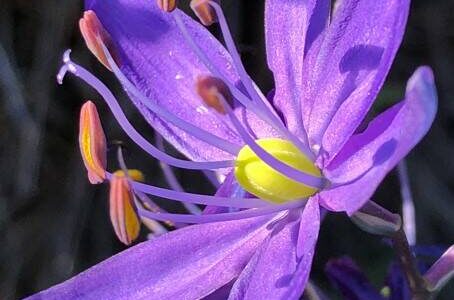 Camas, plants native to the Pacific Northwest, offer a variety of benefits including ecological advantages, culinary uses and aesthetic values. Camas also holds cultural significance for Native American communities, representing a connection to their heritage and traditional knowledge. With their striking purple hues, they add beauty to landscapes, attract pollinators like bees and butterflies and play a crucial role in pollination and ecosystem balance.
Please note that the Green Thumb presentation series has a new time: 1 p.m.—2 p.m.
Visit https://clallammgf.org/ for more information. Photo of camas blossom by Fred Sharpe