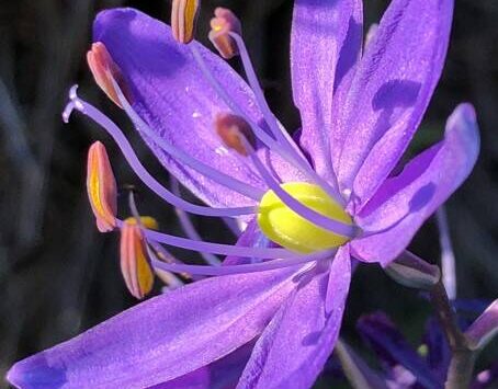 Camas, plants native to the Pacific Northwest, offer a variety of benefits including ecological advantages, culinary uses and aesthetic values. Camas also holds cultural significance for Native American communities, representing a connection to their heritage and traditional knowledge. With their striking purple hues, they add beauty to landscapes, attract pollinators like bees and butterflies and play a crucial role in pollination and ecosystem balance.
Please note that the Green Thumb presentation series has a new time: 1 p.m.—2 p.m.
Visit https://clallammgf.org/ for more information. Photo of camas blossom by Fred Sharpe