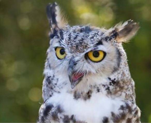 Submitted photo
Meet Gandalph, a great horned owl.