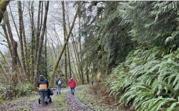 Photo by Nancy Messmer
On New Year’s Day, folks of varied ages and abilities from Forks, Clallam Bay and Sekiu walked the flat rain forest trail along the Little Hoko River. Hosted by the Clallam Bay Sekiu Lions/Friends of Hoko River State Park, the annual event features meeting new friends and walking together through tall trees and hanging moss near a surging river. Walkers met the challenges of navigating under and over trees that were downed by autumn storms and then cleaned the trailhead of litter before heading home.