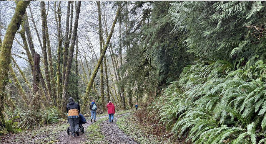 Photo by Nancy Messmer
On New Year’s Day, folks of varied ages and abilities from Forks, Clallam Bay and Sekiu walked the flat rain forest trail along the Little Hoko River. Hosted by the Clallam Bay Sekiu Lions/Friends of Hoko River State Park, the annual event features meeting new friends and walking together through tall trees and hanging moss near a surging river. Walkers met the challenges of navigating under and over trees that were downed by autumn storms and then cleaned the trailhead of litter before heading home.