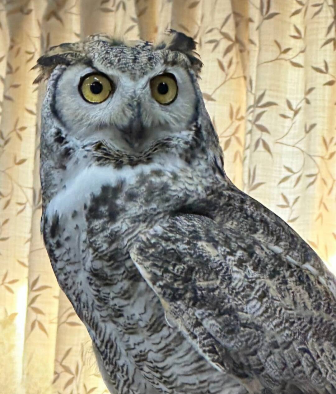 owl