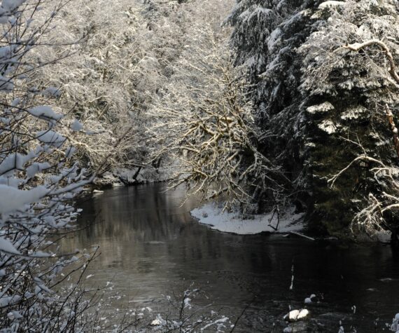 Photo by Lonnie Archibald
The waters of the Sol Duc ran cool as snow lined its banks on February 2. We never know what tomorrow might bring but for now Mother Nature has sent a touch of white along her banks where these cool waters flow.