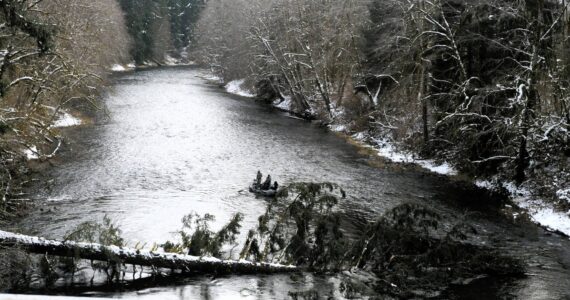 Lonnie Archibald
Trees have been known to kill, place thousands out of power, and crush homes and vehicles and pictured here a tree fell across the Sol Duc River just below the Maxfield Bridge north of Forks nearly shutting the waterway off to boaters and rafters.
A Forks area guide reported that a tree did fall entirely across the upper Sol Duc where the fisherman had to cut limbs in order to pull his raft across the downed evergreen. Fortunately, this tree below the bridge can be seen from at least a quarter of a mile upstream allowing boaters and rafters to adjust in time to navigate around it.
In some cases, one might round a bend in the river finding an obstacle completely blocking the passage. In many situations, trees are not all they are claimed to be. Maybe the best place for many of the evergreens which cause power outages is in the fireplace, especially during these cold winter days and nights.