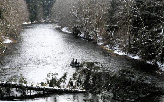 Lonnie Archibald
Trees have been known to kill, place thousands out of power, and crush homes and vehicles and pictured here a tree fell across the Sol Duc River just below the Maxfield Bridge north of Forks nearly shutting the waterway off to boaters and rafters.
A Forks area guide reported that a tree did fall entirely across the upper Sol Duc where the fisherman had to cut limbs in order to pull his raft across the downed evergreen. Fortunately, this tree below the bridge can be seen from at least a quarter of a mile upstream allowing boaters and rafters to adjust in time to navigate around it.
In some cases, one might round a bend in the river finding an obstacle completely blocking the passage. In many situations, trees are not all they are claimed to be. Maybe the best place for many of the evergreens which cause power outages is in the fireplace, especially during these cold winter days and nights.